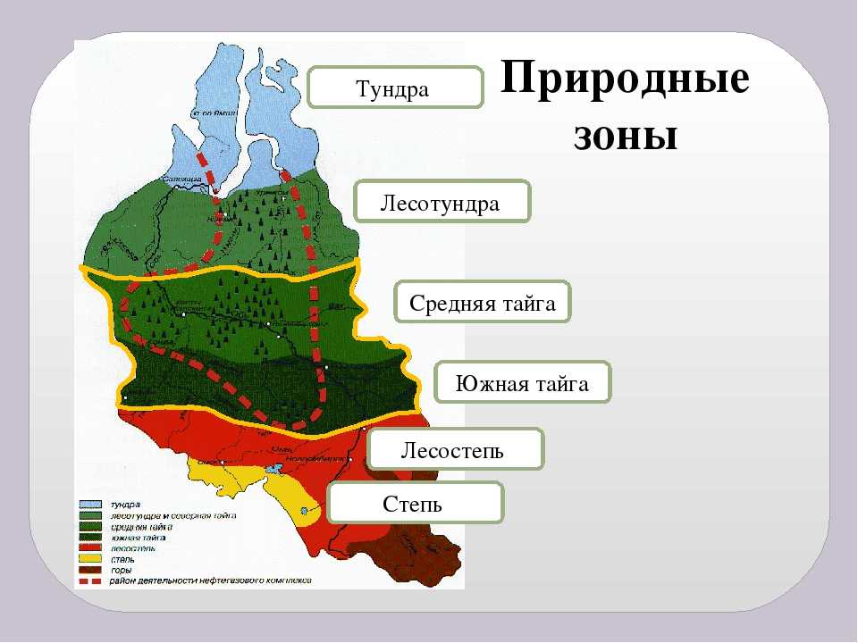 Природные зоны пермского края презентация