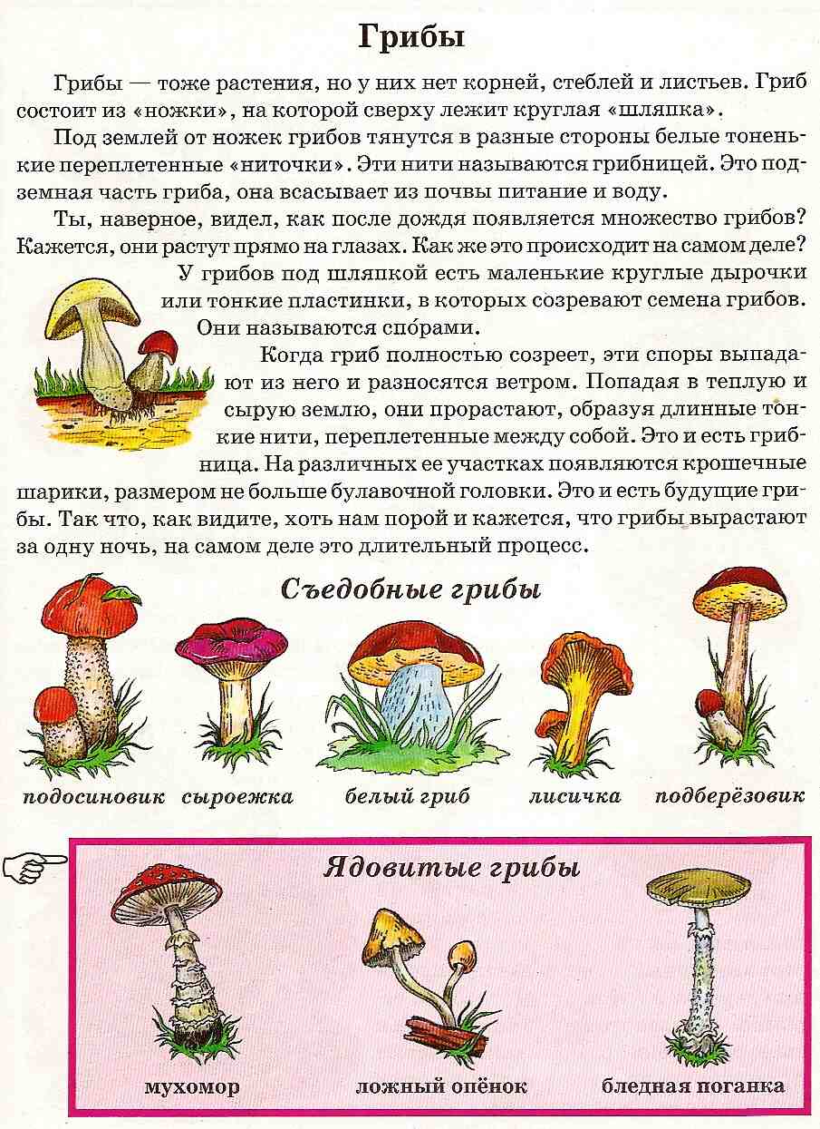 О грибах начинающему грибнику: как собирать и готовить грибы?