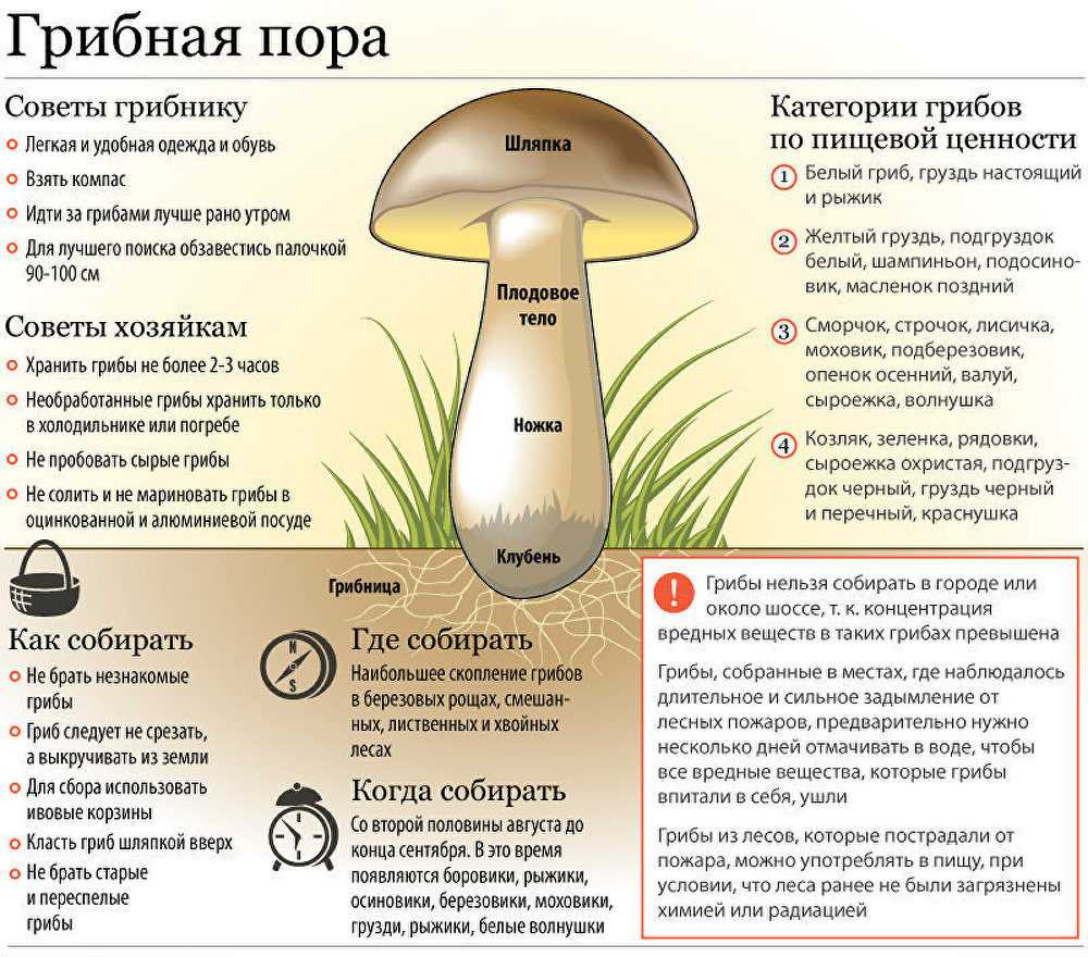 20 интересных фактов о грибах