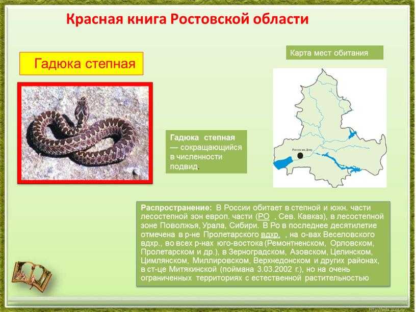 Змеи и другие пресмыкающиеся керченского полуострова. безопасность