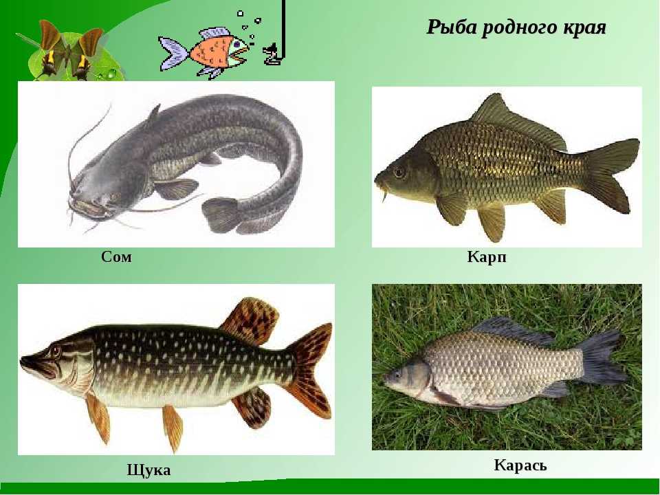 В водоеме обитают разнообразные организмы окунь щука. Рыбы обитающие в реке. Рыбы пресноводных водоемов. Рыбы которые обитают на речке. Рыбы Курского края.