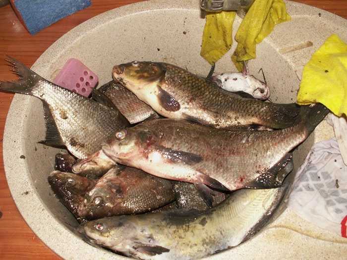 Отчет о рыбалке: рефтинское водохранилище