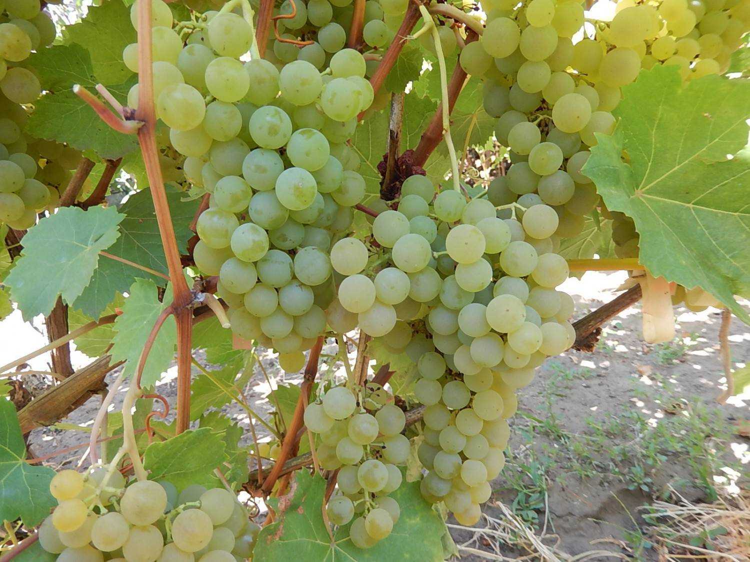 Виноделие грузии - виноградарство, сорта и виноделие грузии