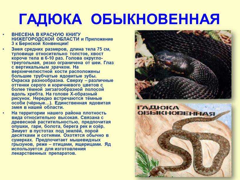 ᐉ какого числа змеи уходят в спячку – где зимуют ужи и гадюки? - zooshop-76.ru