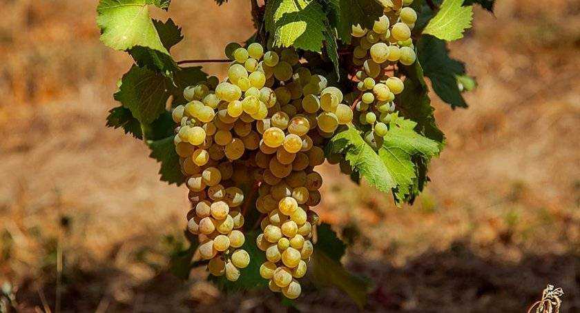 Грузинский виноград ркацители