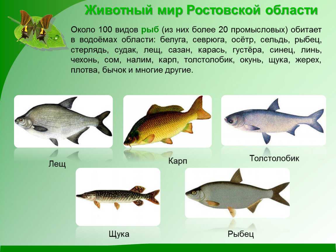Река дон какая рыба. Рыбы Ростовской области. Рыбы обитающие в реке. Рыбы реки Дон. Рыбы которые водятся в дану.