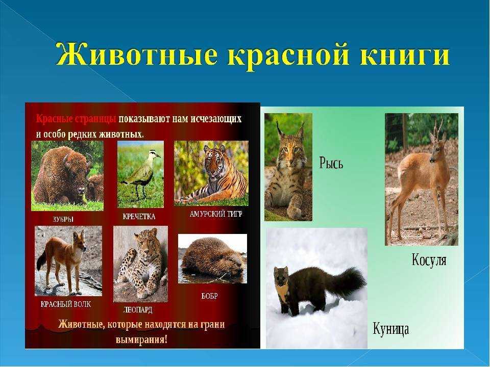 Проект «разнообразие природы республики башкортостан» окружающий мир 3 класс