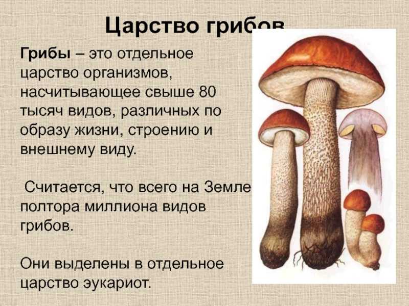 Детям о грибах. грибы в сказках,  рассказах, картинках, видео и заданиях для детей