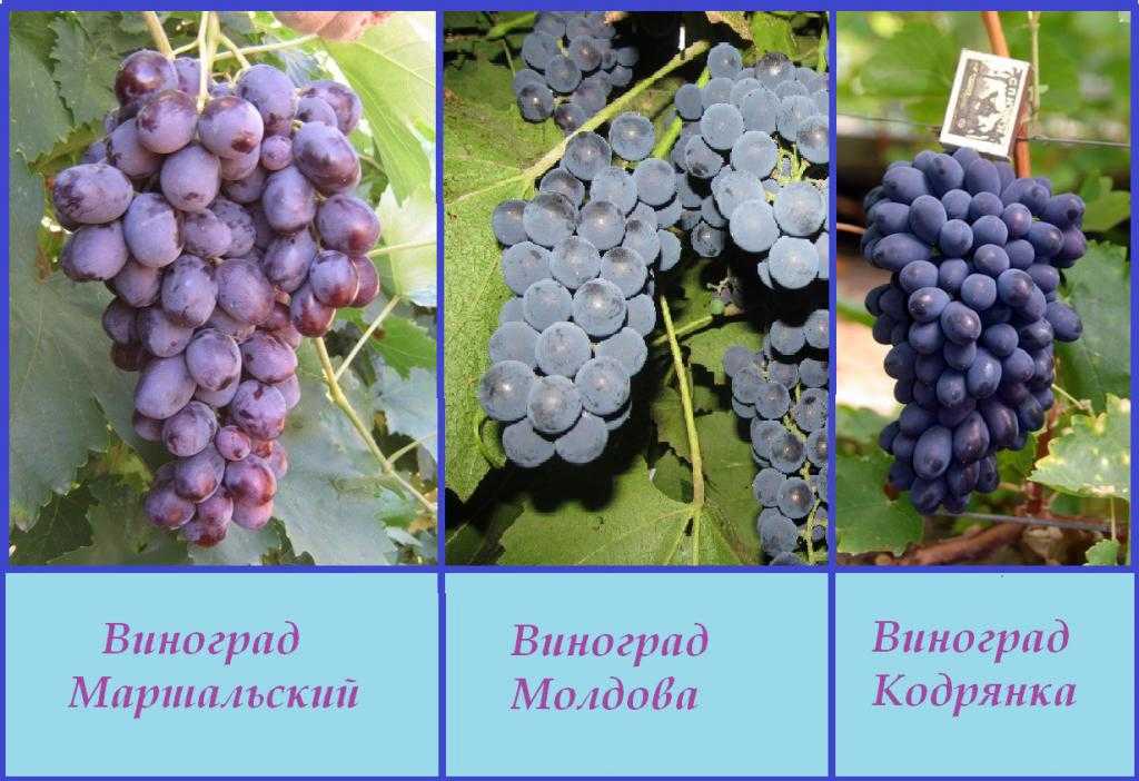 Обзор лучших сортов винограда для производства вина в промышленном и домашнем виноделии