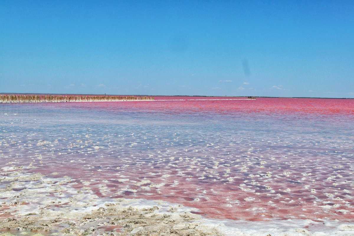 Знаменитое розовое озеро между евпаторией и саки krymturizm