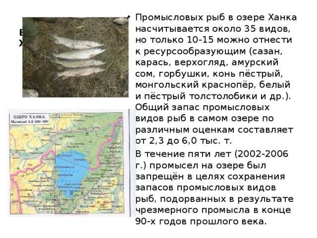 Значение озера ханка. Рассказ про озеро ханка. Озеро ханка Приморский край. Рыбы озера ханка. Озеро ханка рыбы обитающие.