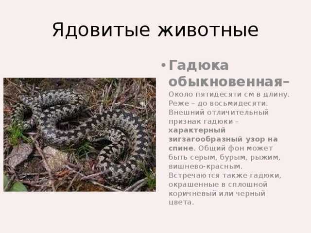 Змеи и другие пресмыкающиеся керченского полуострова. безопасность | керчьландия
