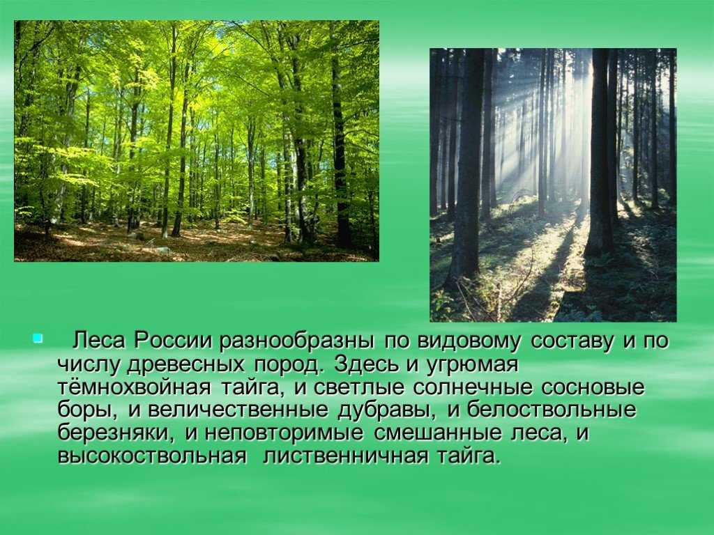 Подготовьте сообщение о природных сообществах родного края. Широколиственный лес Дубрава. Доклад про лес. Зона лесов леса России. Рассказ о лесе.