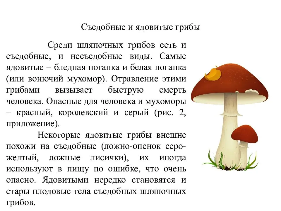 О грибах начинающему грибнику: как собирать и готовить грибы?