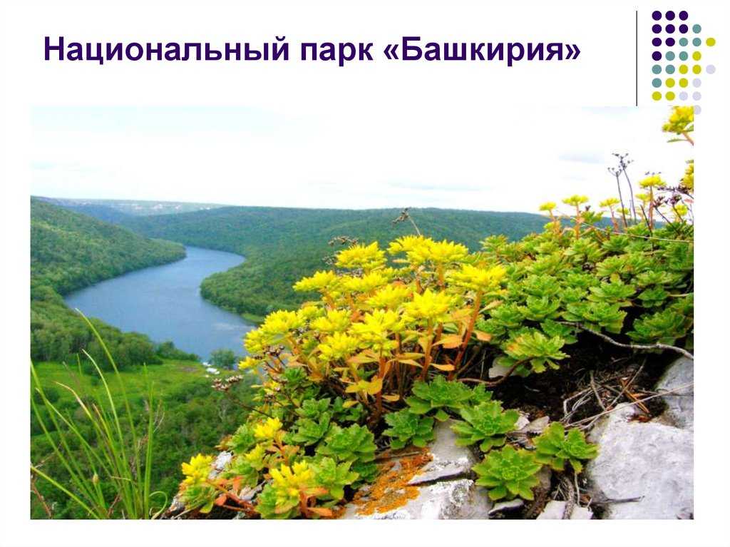 Заповедники и национальные парки башкирии — наш урал и весь мир