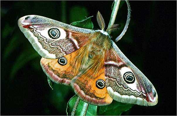 Бабочка павлиний глаз - описание, образ жизни и среда обитания