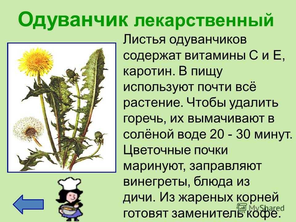 Чем полезны цветы одуванчика для организма человека