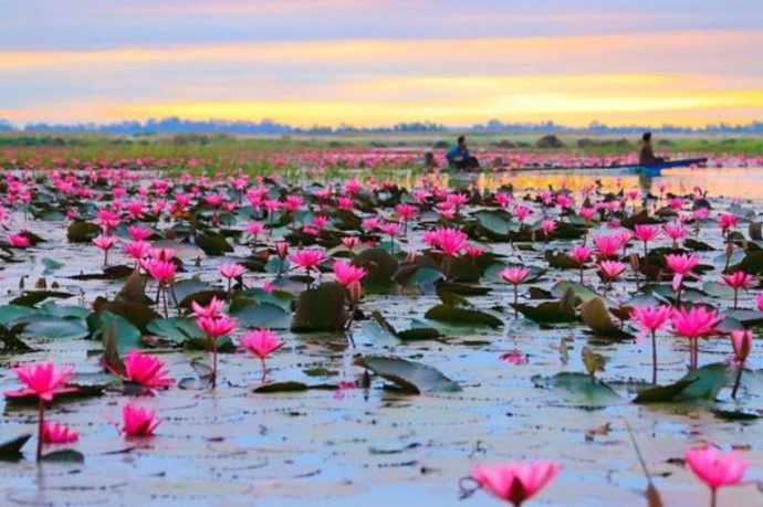 Красное озеро лотосов - жемчужина северного таиланда
