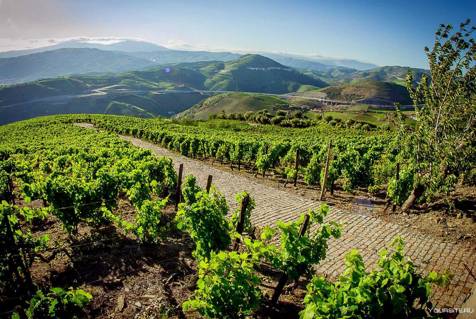 Виноград в грузии