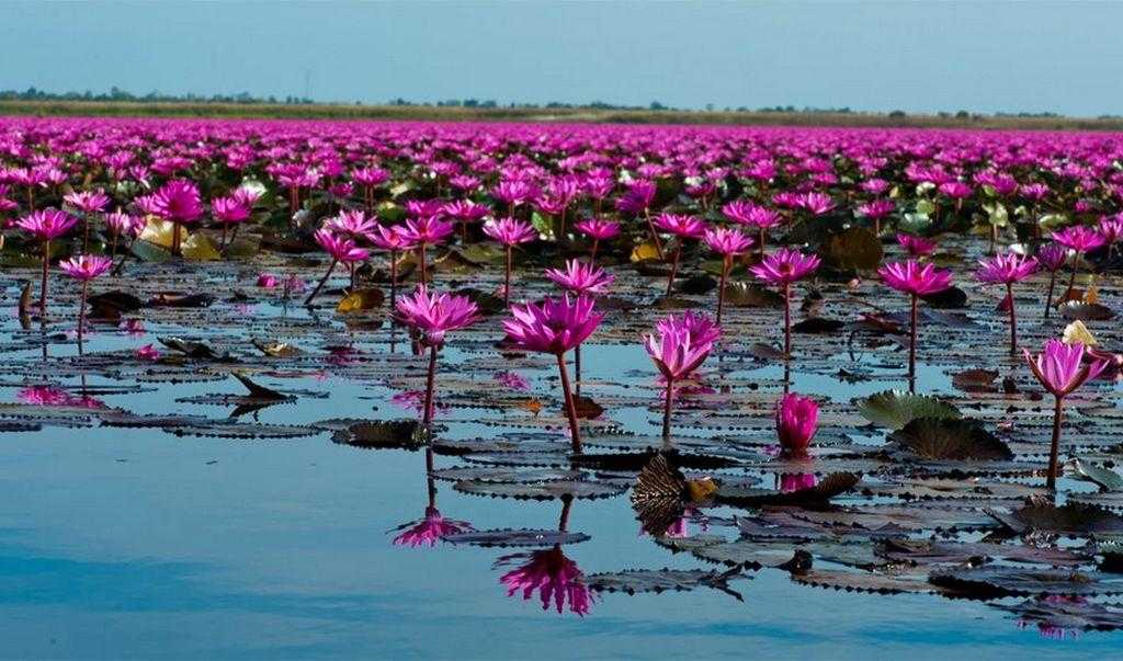 Озера красной книги. Озеро красных лотосов Таиланд. Озеро Нонг Хан Кумпхавапи, Таиланд. Озеро ханка цветение лотоса. Озеро Нонг-Хан, или море красных лотосов, Таиланд.