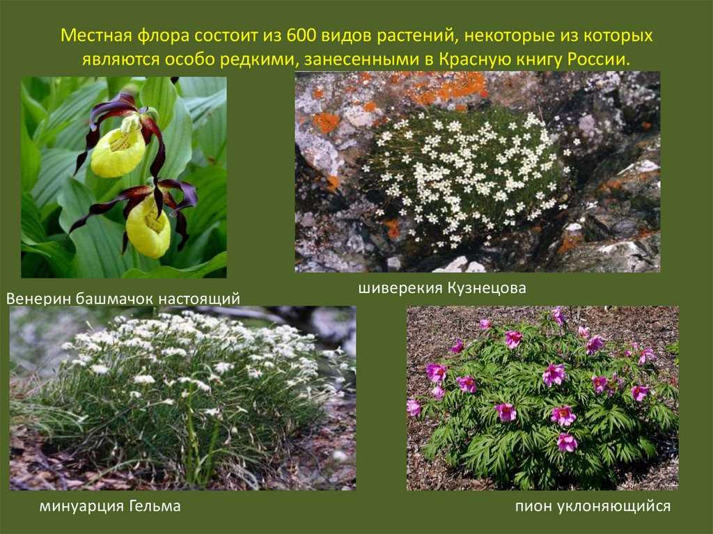 Какие растения встречаются в природе свердловской области. Печоро-Илычский заповедник красная книга. Печоро-Илычский заповедник растения.