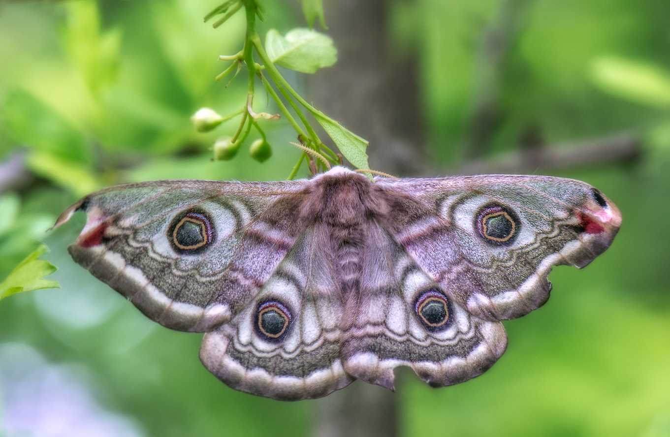Чем питается бабочка павлиноглазка. Китайская дубовая Павлиноглазка. Павлиноглазка малая бабочка. Малый ночной павлиний глаз бабочка. Павлиний глаз малый ночной.